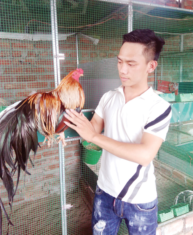 Gà Tân Châu do Tiến đang nuôi có xuất xứ từ An Giang, là giống gà có sức đề kháng tốt chịu được cả hai luồng khí hậu trái ngược đó là nóng và lạnh.