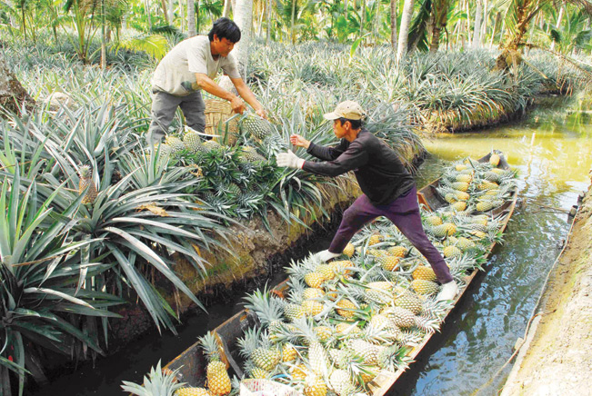 Năm 2013, dứa Tắc Cậu được cấp chứng nhận thương hiệu tập thể. Nhờ vậy mà thương hiệu dứa Tắc Cậu không chỉ nổi tiếng ở miền Tây mà còn được người tiêu dùng trong cả nước biết đến.