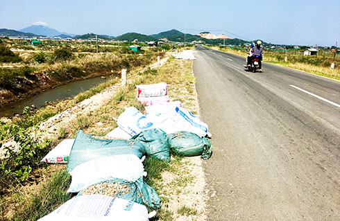 Ốc hương chết ở xã Ninh Thọ vứt bừa bãi ven đường.