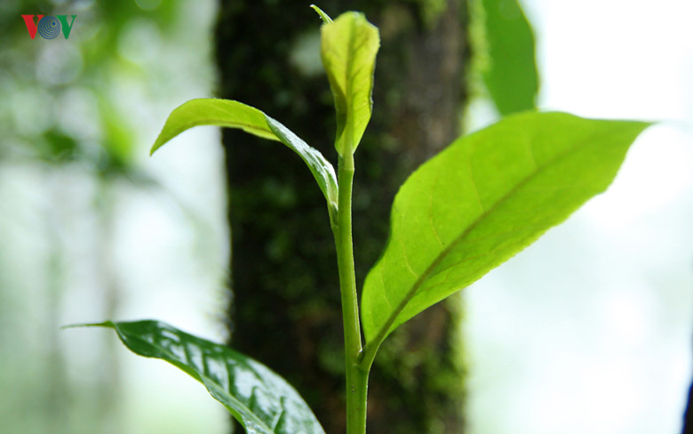 Vùng chè cổ Sìn Hồ ngày nay không chỉ đem lại cho bà con nguồn thu nhập ổn định từ việc bán chè, mà còn đang là điểm đến thăm quan trong hành trình tour du lịch Tây Bắc, hòa trong sắc màu văn hóa của đồng bào dân tộc Mông nơi đây.