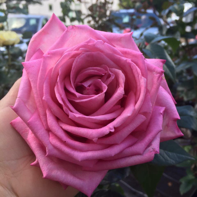 Nổi tiếng là một người yêu và trồng hoa hồng mát tay, với chị Huyền, hoa hồng còn quý hơn cả kim cương. Trong ảnh là hoa hồng Wedding bells.