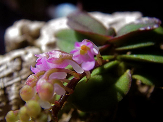 Dù nhỏ tí xíu nhưng phong lan Schoenorchis fragrans vẫn rất quyến rũ với màu tím êm dịu của mình.