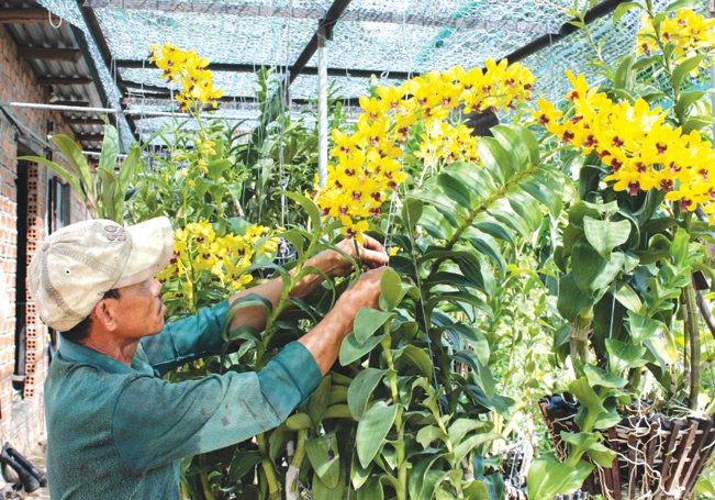 Gia đình anh Sơn giàu lên nhờ có kỹ thuật trồng lan.