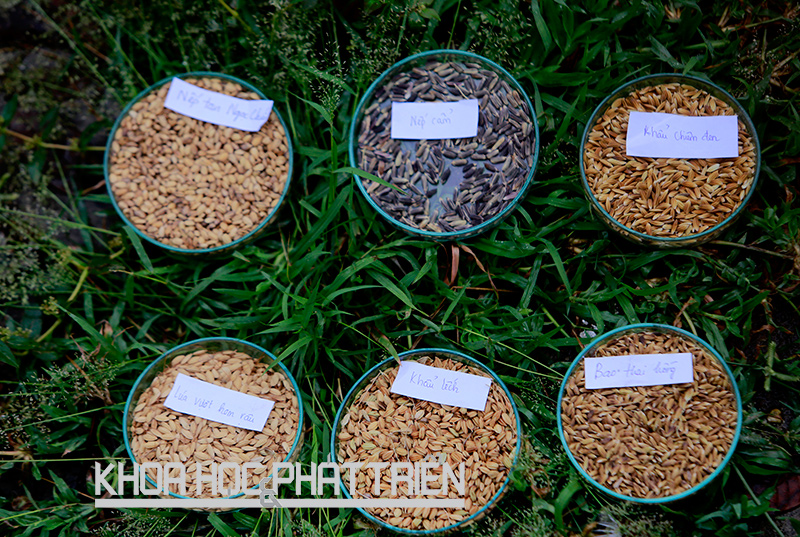 Các giống lúa đặc sản được bảo tồn tại Viện Nghiên cứu và Phát triển cây trồng - Học viện Nông nghiệp Việt Nam. Ảnh: Lê Hằng
