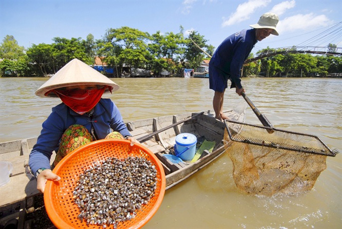 Vợ chồng anh Trương Văn Phong, ở xã Thường Phước Tiền – Hồng Ngự – Đồng Tháp mỗi ngày đi cào hến cho thu nhập trên 200.000 đồng/ngày.