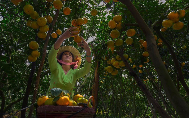  Bà con nhà vườn trồng quýt ở Lai Vung (Đồng Tháp) vào mùa thu hoạch. Một khu vườn rộng lớn xanh um, nổi bật với những trái quýt to vàng óng và nặng cong trĩu cành. Ảnh: Bùi Quang Vũ.