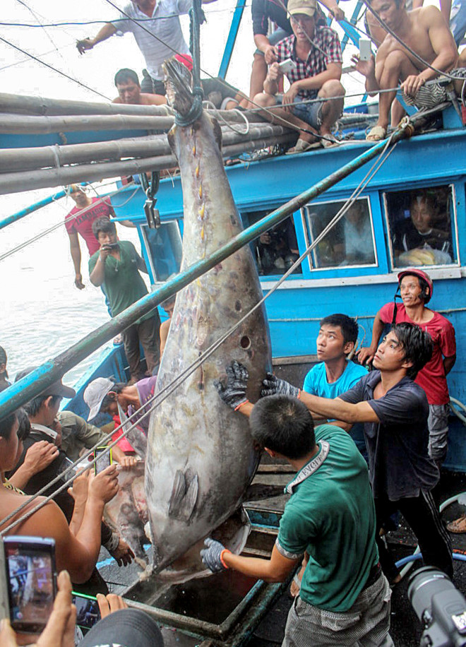 Con cá ngừ vây xanh lớn nhất Việt Nam từng được đánh bắt. Ảnh: An Bình