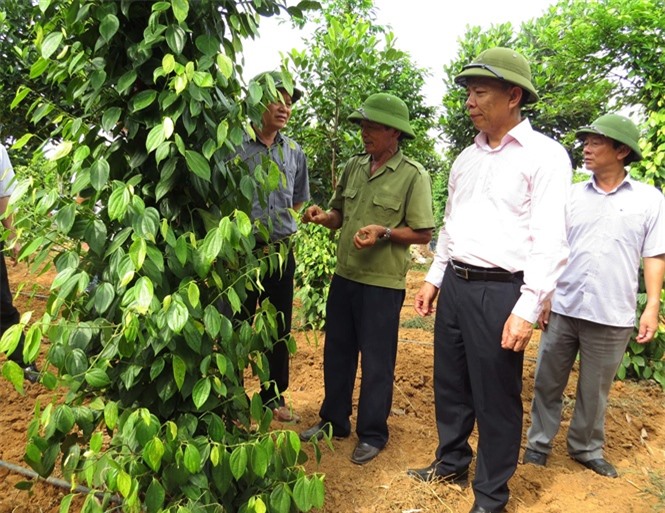 Mô hình trồng hồ tiêu sạch áp dụng công nghệ tưới Israel của ông Nguyễn Văn Diệm.