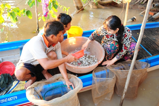 Chợ cá đồng Phú Hội hoạt động kinh doanh quanh năm nhưng thời điểm sôi động nhất là mùa lũ từ tháng 7 đến hết tháng 11.