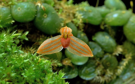 Phong lan Bulbophyllum minutissimum có hoa chỉ dài chừng 3mm. Cánh của chúng mỏng đến nỗi gần như trong suốt.