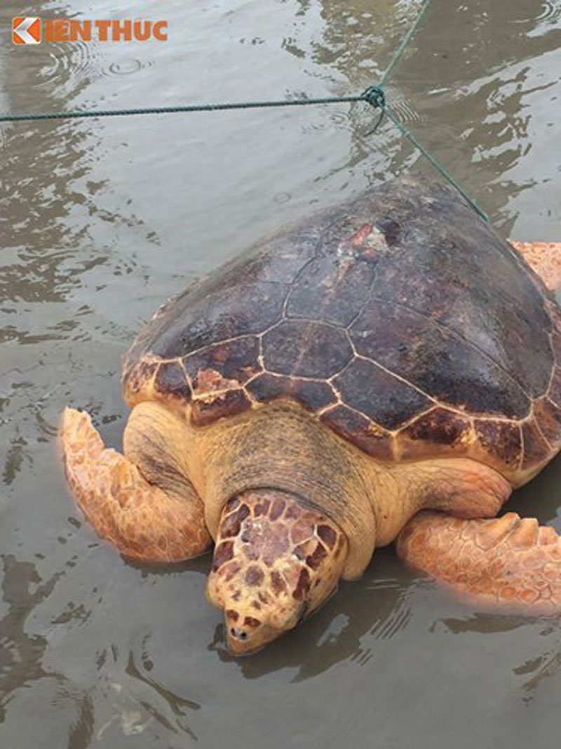  Chú rùa vàng mắc lưới ngư dân nặng lên đến 50 kg và dài khoảng 1m.