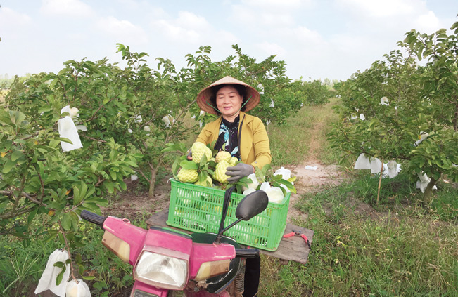 Vườn mãng cầu hạt lép cho trái nghịch vụ của bà Nguyễn Thị Kim Mai.