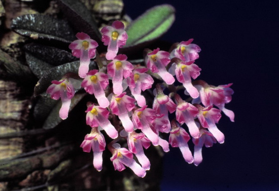 Phong lan Schoenorchis fragrans mọc ở Điện Biện và Lâm Đồng có hoa chỉ dài khoảng 5mm.