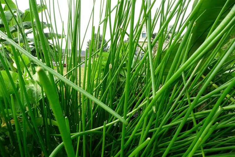 Cây cỏ năn bộp có cọng tròn to bằng khoảng chiếc đũa, màu nâu non. Tháng 4 âm lịch là thời điểm năn bộp mọc ngút ngàn trên các cánh đồng. (Nguồn Tintucmientay)