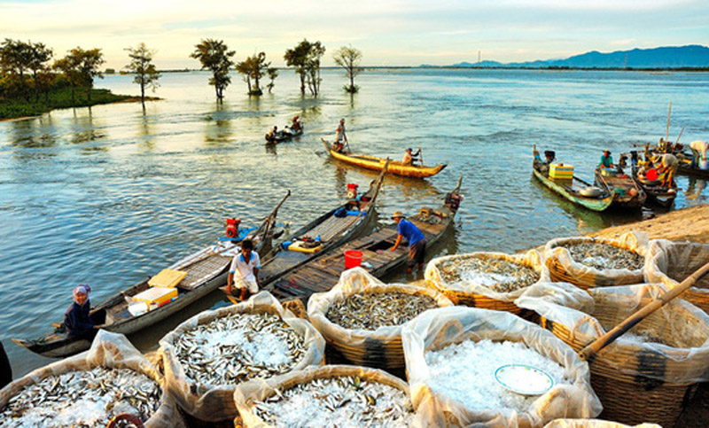 Cá linh là món đặc sản của mùa nước nổi. Những năm trước, cá linh từ Campuchia theo con nước đổ về, sinh sôi rất nhiều trên các cánh đồng lũ ở An Giang. Ảnh: Huỳnh Phúc Hậu