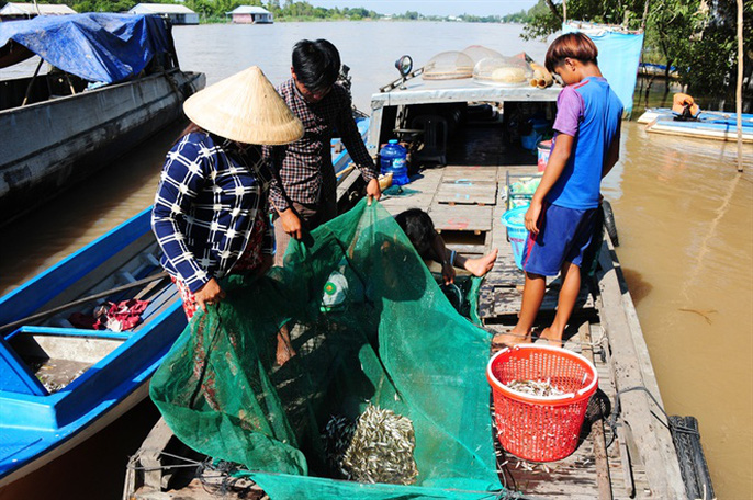 Tại thời điểm này sản vật cá linh trong mùa lũ chủ yếu được đánh bắt từ bên nước bạn Campuchia đem qua bán tại các huyện biên giới ở Đồng Tháp và An Giang