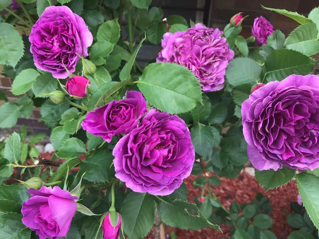 Những loài hoa hồng có màu sắc đặt biệt, bắt mắt và có chúng được gọi với cái tên hoa hồng Royar jubilee.