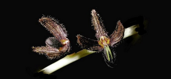 Phong lan Bulbophyllum scaphiforme dài 5mm, có màu nâu lạ mắt.