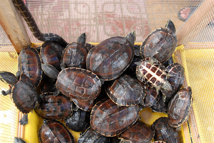 Chợ rắn ở Vĩnh Hội Đông, huyện An Phú – An Giang được xem là chợ chuyên bán các loại rắn rùa được đánh bắt trong mùa lũ