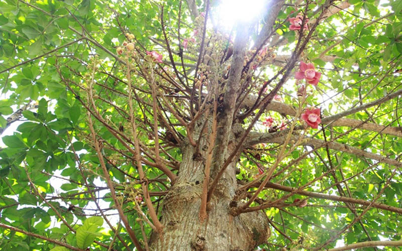 Theo một sư thầy đang tu tập tại chùa Thiên Mụ, loài cây Sala có nguồn gốc từ Ấn Độ. Hơn 10 năm trước, cây Sala được nhà chùa mang từ Sài Gòn ra trồng ở khuôn viên chùa.