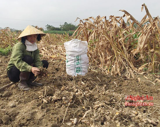 Nông dân Nghệ An thu hoạch nghệ, năng suất bình quân đạt 1,5 - 2 tấn/sào. Ảnh: Báo Nghệ An