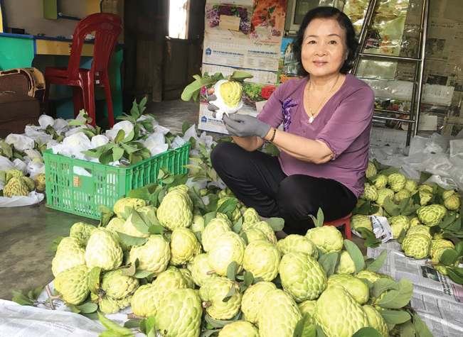 Nhờ có kỹ thuật trồng và chăm sóc, cho cây ra trái nghịch vụ nên bà Mai luôn yên tâm không lo hàng bị rớt giá.