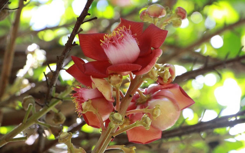 Những ngày gần đây, du khách đến thăm chùa Thiên Mụ hơn 400 năm tuổi ở Thừa Thiên Huế đều ngỡ ngàng trước vẻ đẹp của loài hoa Sala trồng ở trong sân vườn