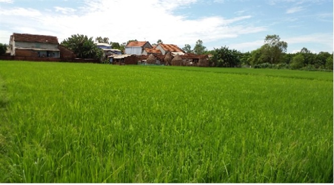 Ruộng lúa sử dụng chế phẩm sinh học lectin ở Quảng Nam phát triển tốt.