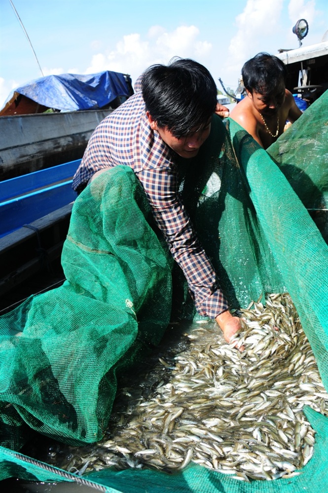 Anh Trần Tuấn Nghĩa ở ấp Phú Thuận, phấn khởi: “Năm nay, nước về sớm hơn so với mọi năm, nên hơn tháng nay, ngày nào tôi cũng ra cánh đồng Phú Hội đặt dớn, lú,… từ 3 giờ sáng, sau đó mang cá ra đây bán lại cho thương lái. Ngày nào trúng mánh thì được 400 .000– 500.000 đồng, còn hôm nào ít nhất thì cũng được 200.000 đồng.