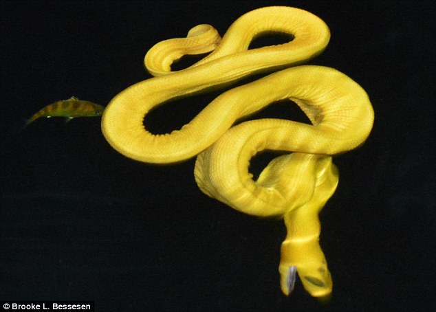 Con rắn lạ kỳ với toàn thân có màu vàng lấp lánh.