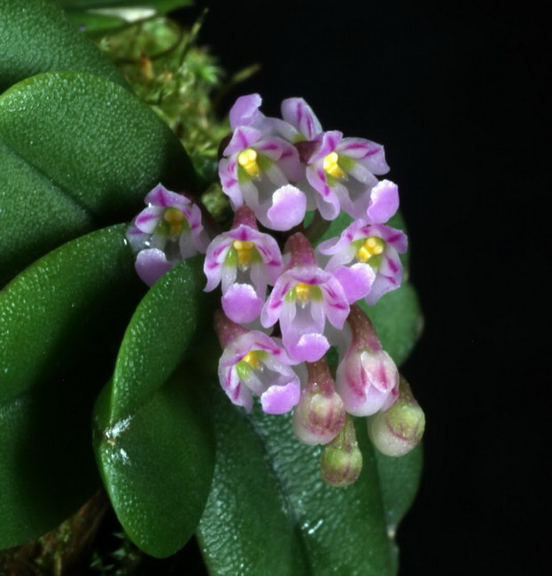 Họ hàng gần của phong lan Schoenorchis fragrans là phong lan Schoenorchis seidenfadenii cũng có kích cỡ 
