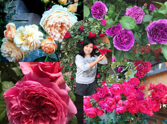 Cận cảnh vườn hoa hồng quý hiếm của người phụ nữ Việt tại Séc ...