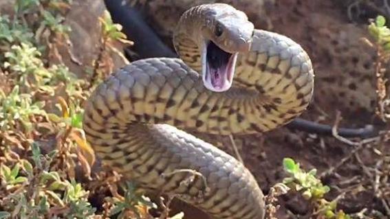 Trong số các loài rắn kịch độc, rắn hổ là một trong những loài rắn độc nhất trên thế giới.