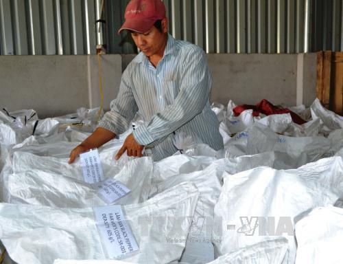 Nhân viên Hợp tác xã Nông nghiệp Lâm San đóng gói, đề nguồn gốc xuất xứ của hạt tiêu ngoài bao bì. Ảnh: Công Phong/TTXVN