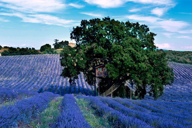 Located in a beautiful lavender field in Arlena di Castro, Italy is Suite Bleue - the fairy tree house like in the fairy world of childhood.