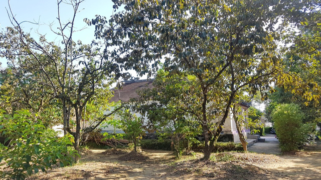 Phía sau ngôi nhà rường là khu vườn rộng và nhiều cây xanh, cây ăn quả.