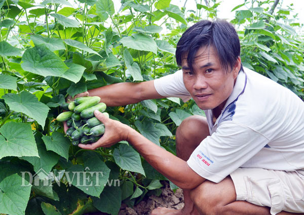 Theo anh Giang, cần chú ý chăm sóc rau màu theo từng giống, ở từng giai đoạn (Ảnh: Chúc Ly)