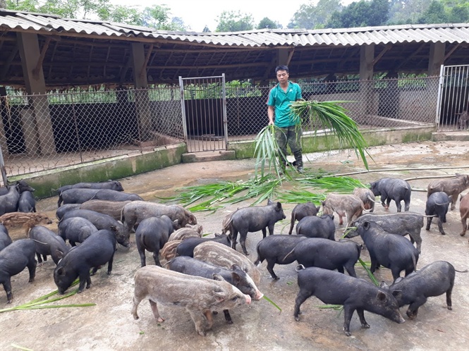 Ngô Văn Huynh với mô hình nuôi lợn rừng  Tạp chí Chăn nuôi Việt Nam