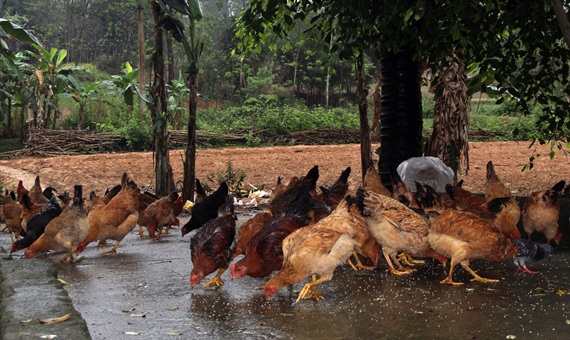 Gà ri Thanh Chương lông xếp sít.