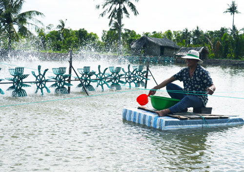 Nông dân nuôi tôm theo chuẩn ASC làm chủ được yếu tố môi trường trong nuôi trồng thủy sản. Ảnh: Chúc Ly