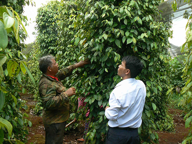 Vườn tiêu 800 gốc của gia đình ông BaK ở xã Hà Bầu, huyện Đác Đoa.
