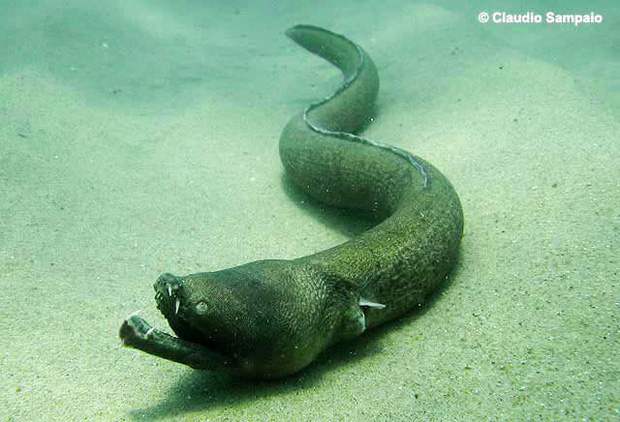 loài lươn biển răng nhọn (fang tooth snake-eel)
