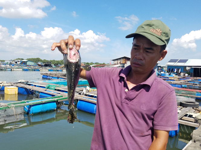 Cá chim ở lồng bè sông Chà Và chết sau đợt ô nhiễm đầu tháng 8.2017 (Ảnh: Nguyễn Long)