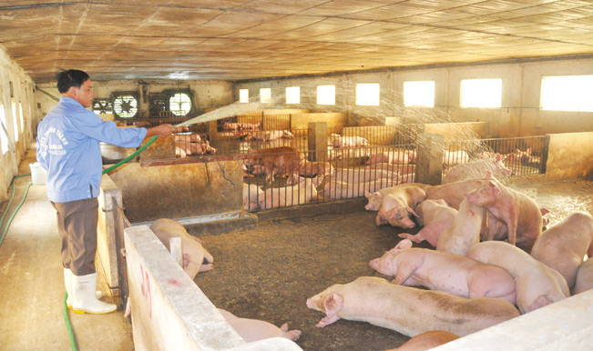 Lợn thịt được HTX kiểm soát chặt chẽ, quản lý dịch bệnh, được tiêm phòng vắc xin bắt buộc với một số bệnh như: Tai xanh, dịch tả, tụ huyết trùng… Lý lịch của toàn bộ đàn lợn được ghi chép tỉ mỉ, cẩn thận, đảm bảo truy xuất nguồn gốc.