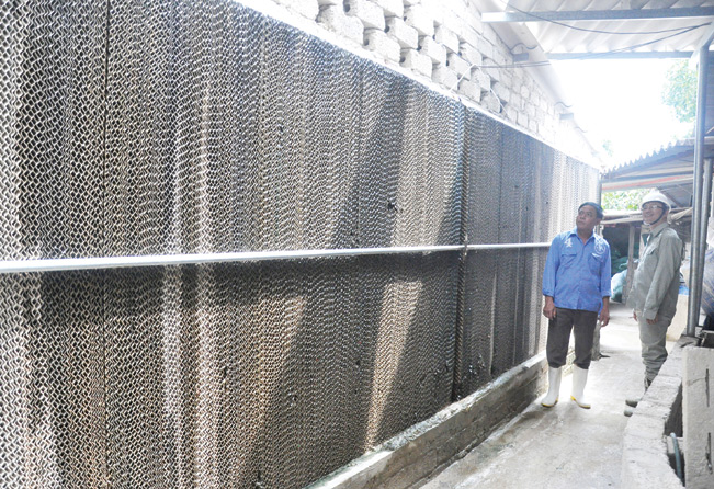 Để đảm bảo cho các chuồng lợn luôn thoáng mát, HTX Trường Thành đã lắp hệ thống làm mát tại tường của các chuồng nuôi.