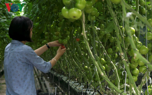 Canh tác cà chua tại Urban Farmers.