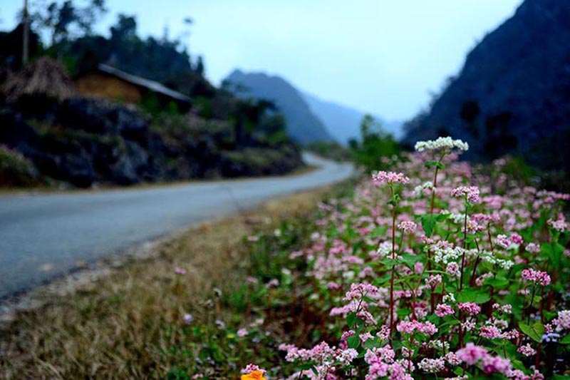 Ban đầu mới nở hoa có màu trắng. Sau một tuần những cánh hoa chuyển dần sang màu tím hoặt tím nhạt, rồi lại tiếp tục ngả dần sang hồng rồi đỏ sậm sau vài tuần nữa.