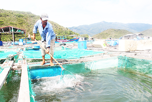 Giá thức ăn tăng cao khiến chi phí đầu tư nuôi trồng thủy sản của người dân tăng lên.