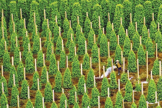 Vùng trồng hồ tiêu nguyên liệu ở xã Nhơn Hòa, huyện Chư Pưh, tỉnh Gia Lai.