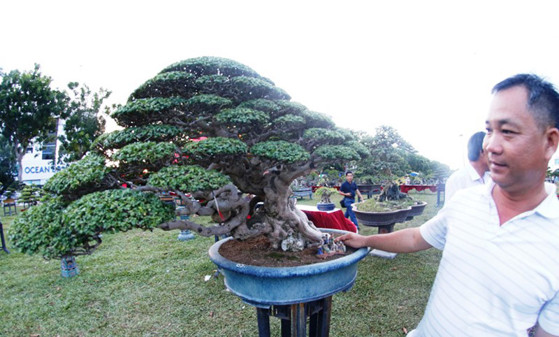 Cây Sam hương - Một trong số cây cảnh quý hiếm tại triển lãm của nhà vườn Tý Đô Thành.